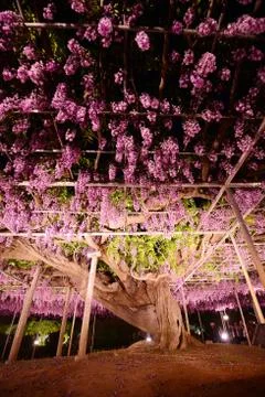 Wisteria park Stock Photos