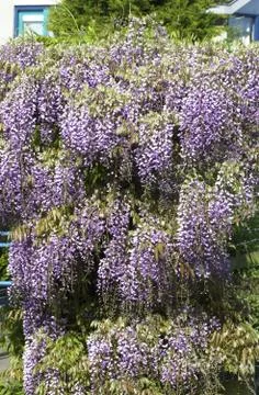 Wisteria Stock Photos