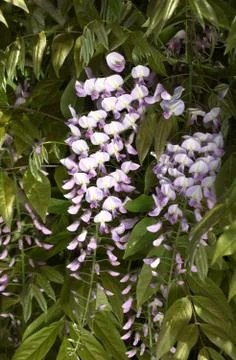 Wisteria Stock Photos