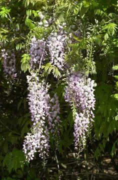 Wisteria Stock Photos