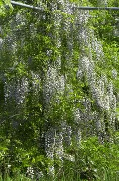 Wisteria Stock Photos