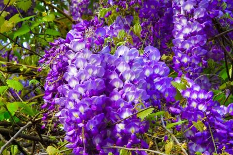 Wisteria Stock Photos