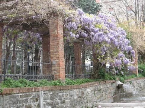 Wisteria Stock Photos