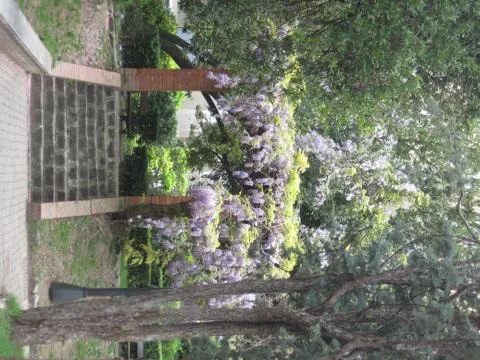 Wisteria Foto stock