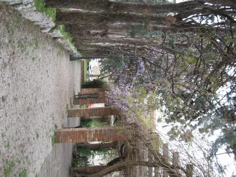 Wisteria Foto stock