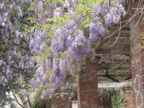 Wisteria Stock Photos
