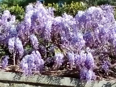 Wisteria Stock Photos