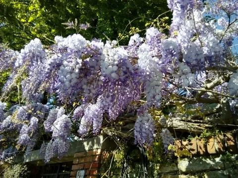 Wisteria Stock Photos