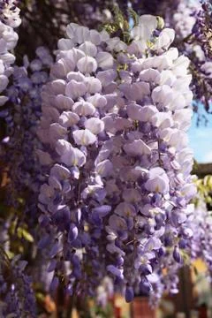 Wisteria Stock Photos