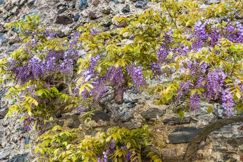 Wisteria Stock Photos