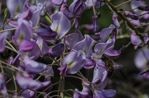 Wisteria Stock Photos