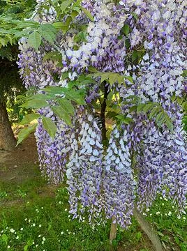Wisteria Stock Photos