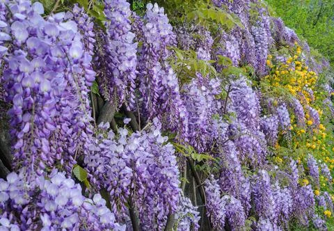 Wisteria Stock Photos