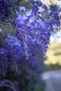 Wisteria Foto stock