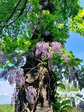 Wisteria Foto stock