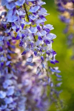 Wisteria Stock Photos
