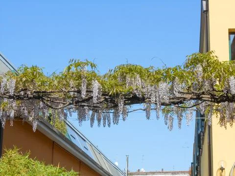 Wisteria 스톡 사진