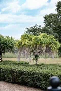 Wisteria Stock Photos