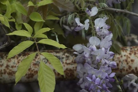 Wisteria on a railing Stock Photos