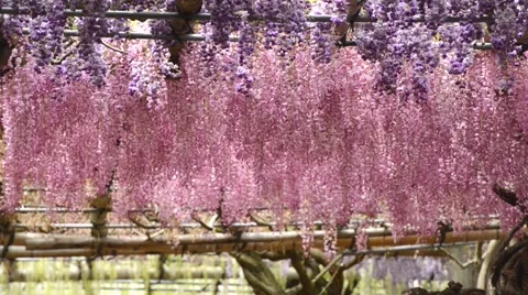 Wisteria tunnel, the fantastical world full of Wisteria flowers Video stock 64640887