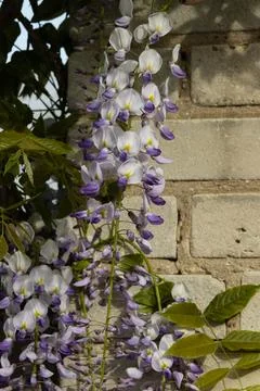 Wisteria vine in bloom, showcasing vibrant flowers in full bloom in a garden. Stock Photos