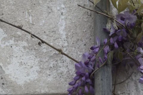 Wisteria on a wall Stock Photos