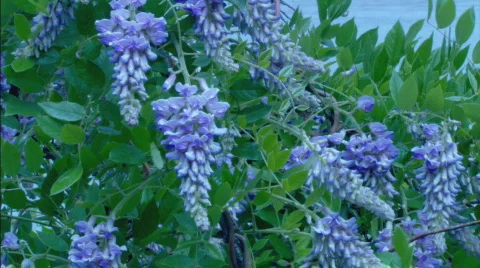 WisteriaCU Stock Footage 492707