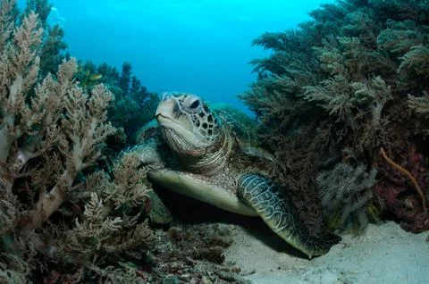 Wistful turtle Stock Photos