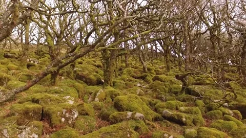 Wistman’s Woods Dartmoor Devon Stock Footage 147940342