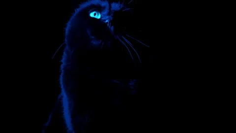 Witch Black cat in blue light in the dark.look of a black cat Stock Footage 310255143