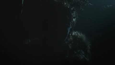 A witch in the dark with fur around her neck Stock Footage 259902953