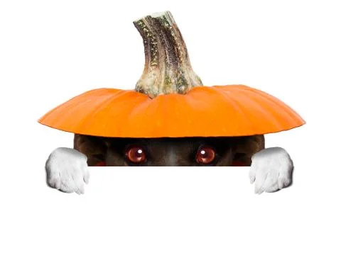 Witch dog Stock Photos