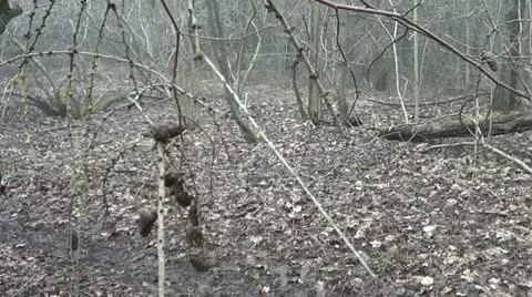 Witch forest Stock Footage