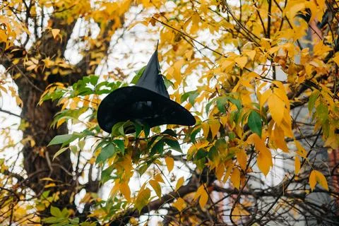 Witch hat hanging on a tree adorned with vibrant autumn leaves in a peaceful Foto stock