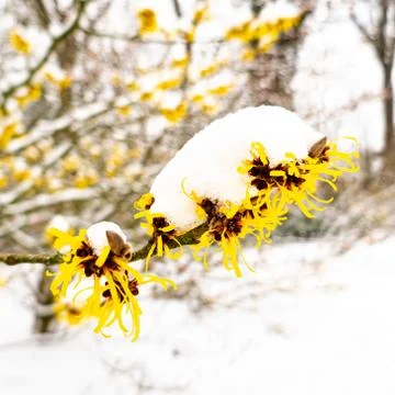 Witch hazel in bloom Stock Photos