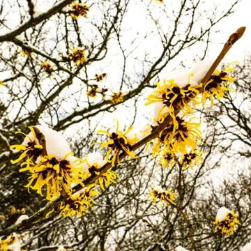 Witch hazel in bloom Stock Photos