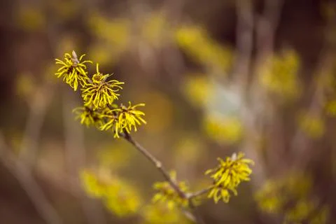 Witch hazel blossom Stock Photos