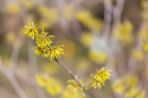 Witch hazel blossom Stock Photos