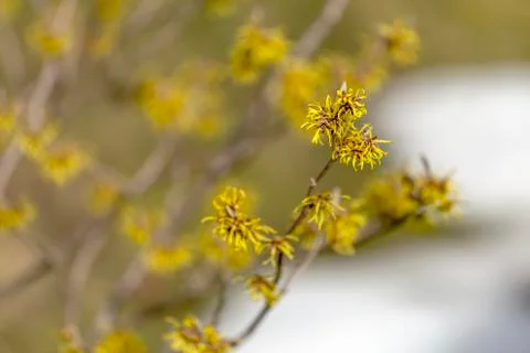 Witch hazel blossom Stock Photos