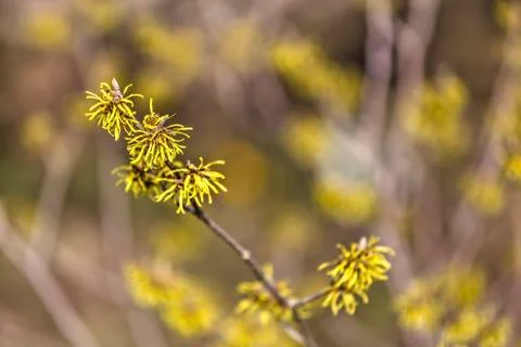 Witch hazel blossom Stock Photos