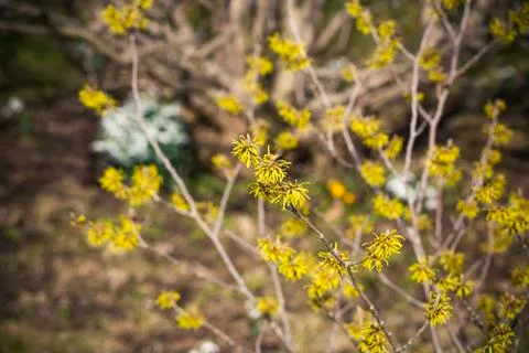 Witch hazel blossom Stock Photos