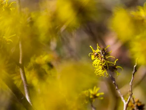 Witch hazel blossom Stock Photos