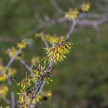 Witch hazel blossom Stock Photos
