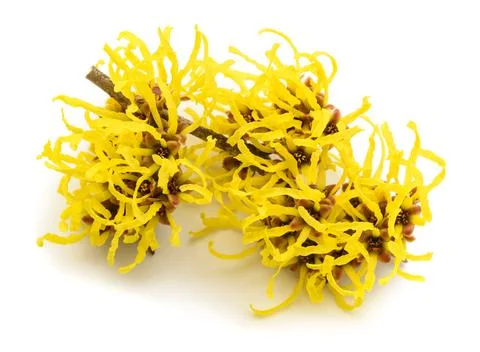 Witch hazel flowers Stock Photos