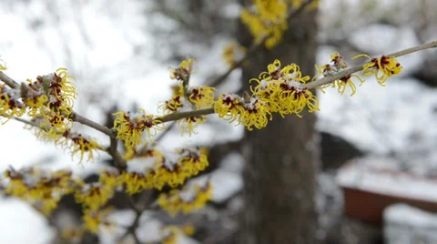 Witch-hazel (Hamamelis) in bloom at springtime 스톡 동영상 33795094
