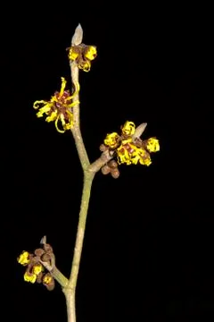 Witch hazel (hamamelis) isolated on a black background Stock Photos
