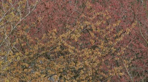 Witch-hazel - hamamelis mollis in bloom Stock Footage 21714893