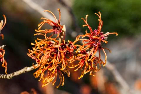 Witch Hazel (Hamamelis) Stockfoto's