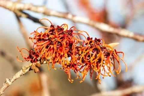 Witch Hazel (Hamamelis) Stock Photos