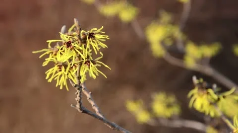 Witch hazel (Hamamelis x intermedia 'Primavera') Stock Footage 13787328